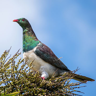 adult-new-zealand-pigeon