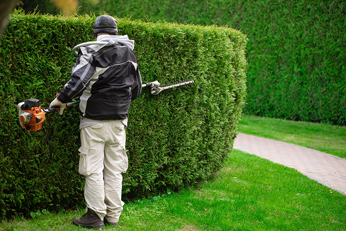 expert-hedge-and-tree-maintenance-in-south-auckland