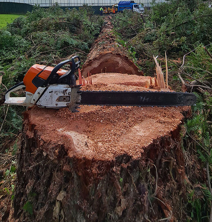 large-tree-removal-service-in-drury-auckland-by-woodsource-arborists