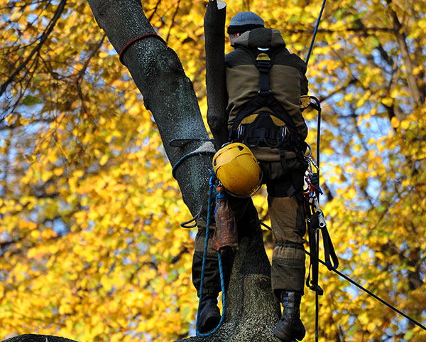 vegetation-management-specialist-in-drury-auckland