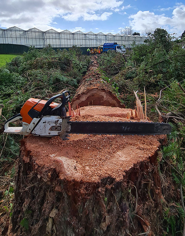 woodsource-arborists-drury-auckland